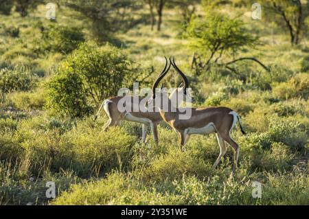Crossing of two antelopes in the savannah of Samburu Park in central Kenya Stock Photo