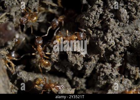 European fire ant (Myrmica rubra), several animals Red-yellow nodule ant on the ground, Velbert, Germany, Europe Stock Photo