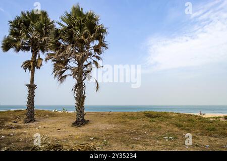 Two palm trees on Bijilo Beach in The Gambia, West Africa Stock Photo
