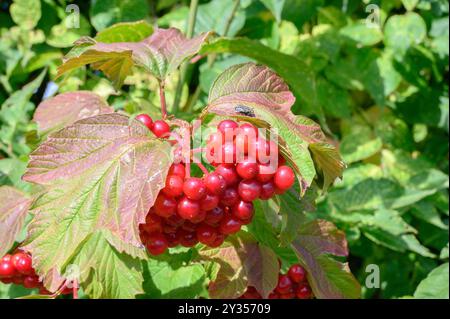 Red berries of the Guelder Rose (Viburnum opulus) growing in a hedgerow. August, Kent, UK Stock Photo