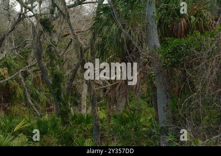 Wide horizontal view of sunshine leading lines of brown ground cover with three green oak trees leaning in at angle in front foreground towards bright Stock Photo