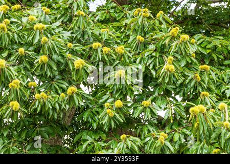 Sweet chestnuts (Castanea sativa Mill) ripening in September on Brownsea Island in Poole Harbour, Dorset, England UK Stock Photo