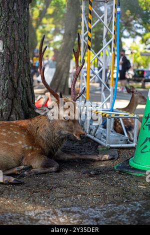 A deer resting under a tree beside construction equipment and a green cone in a park setting. Stock Photo