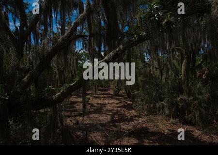 Wide horizontal view of sunshine leading lines of brown ground cover with three green oak trees leaning in at angle in front foreground towards bright Stock Photo