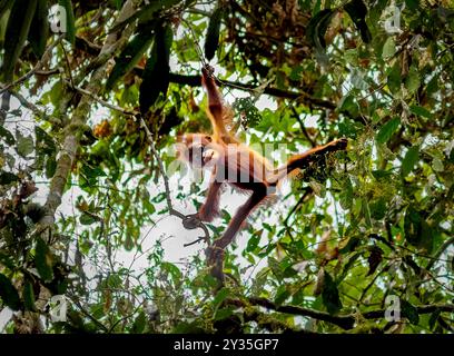 Wild juvenile Orangutan Pongo pygmaeus looking down from high in the forest canopy in the Danum Valley Sabah Borneo Stock Photo