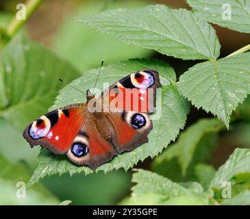 Peacock butterfly Inachis io at rest on elder leaves - Somerset UK Stock Photo