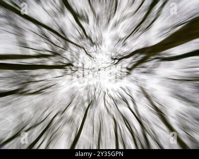 Looking up at winter tree canopy UK Stock Photo