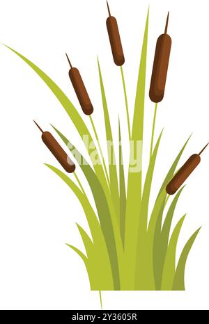 Bush of cattail with long leaves growing in the swamp, pond or lake Stock Vector