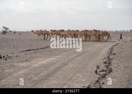 A herd of camels in the desert of Djibouti Stock Photo