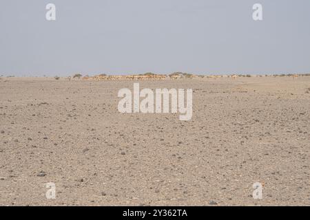 A herd of camels in the desert of Djibouti Stock Photo