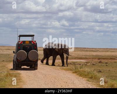 A big African elephant crossing in front of a tourist 4x4 vehicle Stock Photo