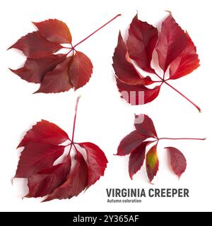 Bright autumn Virginia creeper leaves isolated on white. Stock Photo