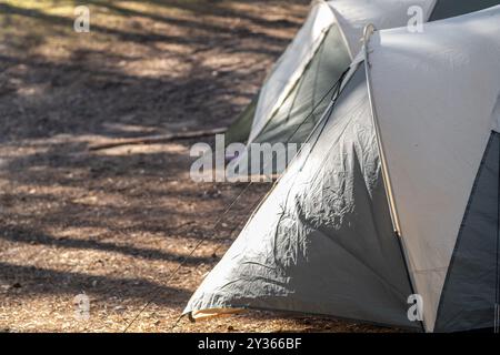 A group of camping tents is pitched among tall trees and dappled sunlight, creating a serene atmosphere for outdoor activities Stock Photo