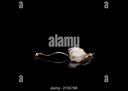 A dry leaf on black background with reflection - copy space Stock Photo