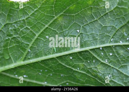 Leafhopper and whiteflies on the underside of a zucchini leaf in the garden. Threatening pests that suck the sap of plants. Stock Photo