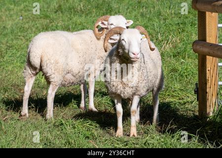 Whitefaced woodland sheep, rare sheep breed, covered in clingy agrimony seeds after grazing in a wildflower meadow, September, Hampshire, England, UK Stock Photo