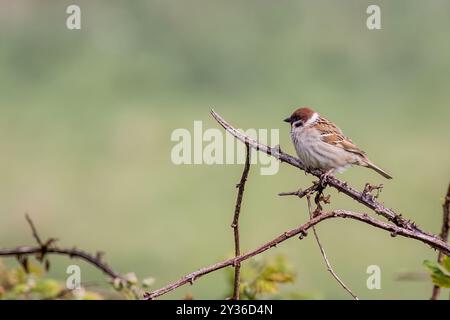 Tree sparrow (Passer montanus) perched on a branch Stock Photo
