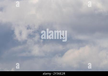 A solitary eagle soaring in a cloudy sky, with a mix of gray and white clouds creating a dramatic backdrop. Stock Photo