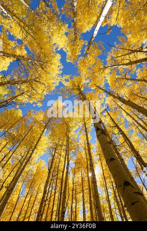 Autumn Aspen trees and blue sky in Colorado Stock Photo