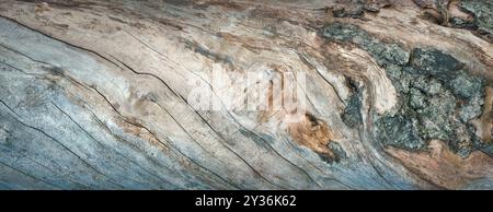 Amazing bark of an old tree as a stylish, gorgeous natural texture. Blue and brown harmonic and soft colors with beautiful shapes. Stock Photo