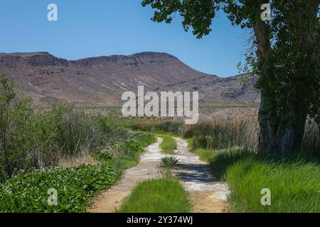 A rural road passes near some ponds as it heads toward dramatic desert mountain scenery at the Pahranagat National Wildlife Refuge in eastern Nevada Stock Photo