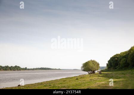 A single tree stands by the banks of the Danube river in Stari Slankamen, Serbia, against a backdrop of serene water and greenery. The Danube is the b Stock Photo