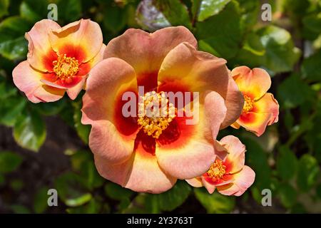 Beautiful coral and yellow roses. Rosa  Cheweyesup,   Rose 'For Your Eyes Only' Stock Photo