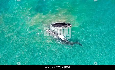 Groups of whales on the beaches of Mar del Plata, Argentina. Stock Photo