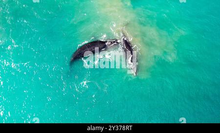 Groups of whales on the beaches of Mar del Plata, Argentina. Stock Photo