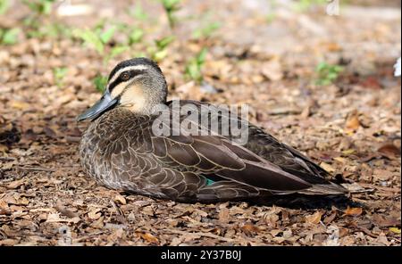 Pacific black duck bird lying on the ground Stock Photo