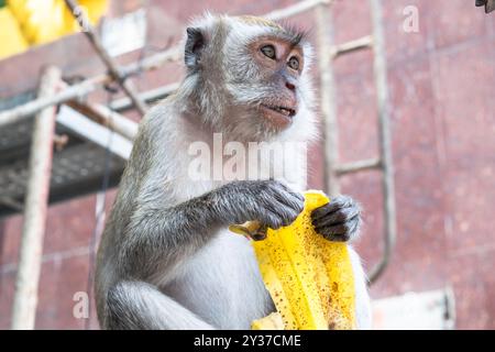 Monkey sitting and peeling a banana in kuala lumpur, malaysia Stock Photo