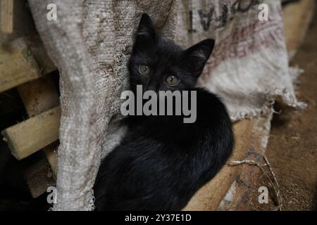 Stray kitten looking into the camera while laying on household waste in a small rural town in Indonesia Stock Photo