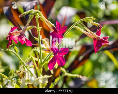 Flowering ornamental tobacco plant, Nicotiana alata on summer garden Stock Photo