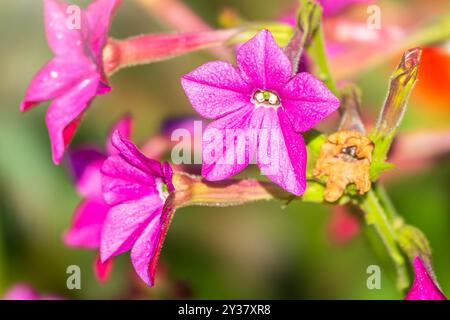 Flowering ornamental tobacco plant, Nicotiana alata on summer garden Stock Photo