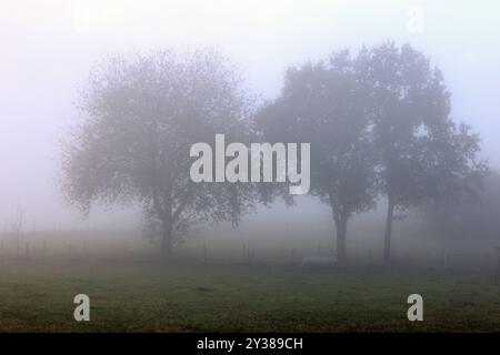 Ein recht kalter Sommermorgen im Siegerland. So langsam wird es Herbstlich. Baeume Bäume stehen bei Siegen-Oberschelden im Nebel. Sommer im Siegerland am 13.09.2024 in Siegen/Deutschland. *** A rather cold summer morning in Siegerland It is slowly becoming autumnal Trees Trees standing near Siegen Oberschelden in the fog Summer in Siegerland on 13 09 2024 in Siegen Germany Stock Photo