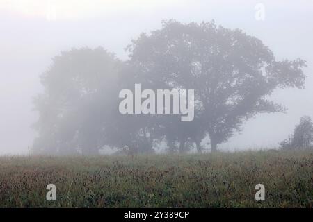 Ein recht kalter Sommermorgen im Siegerland. So langsam wird es Herbstlich. Baeume Bäume stehen bei Siegen-Oberschelden im Nebel. Sommer im Siegerland am 13.09.2024 in Siegen/Deutschland. *** A rather cold summer morning in Siegerland It is slowly becoming autumnal Trees Trees standing near Siegen Oberschelden in the fog Summer in Siegerland on 13 09 2024 in Siegen Germany Stock Photo