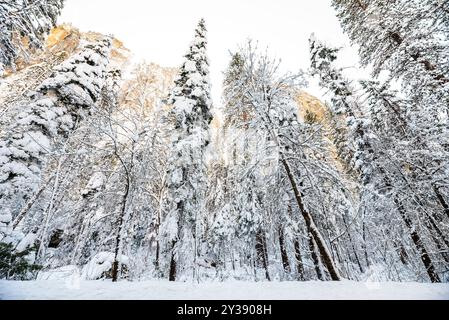 Snow-covered trees in Yosemite with soft light in the winter landscape Stock Photo