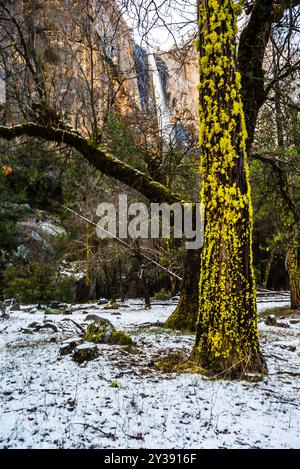 Moss-covered tree in a snowy forest with distant waterfall Stock Photo