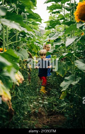 Two children walk through a path surrounded by tall sunflowers Stock Photo