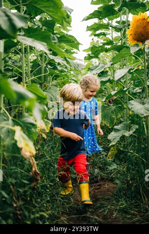 Two children happily walk through a sunflower field Stock Photo