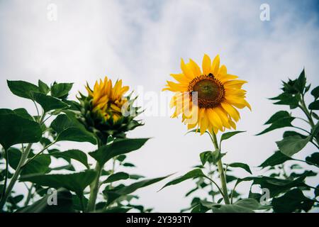 Two sunflowers rise toward the sky, one fully bloomed Stock Photo