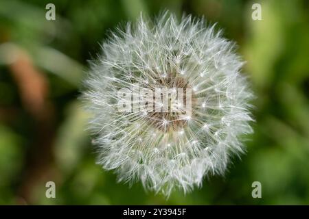 Seed head of a dandelion on a lawn Stock Photo