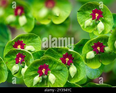 Tiny vividly coloured euphorbia flowers growing in Devon, England, UK. Stock Photo