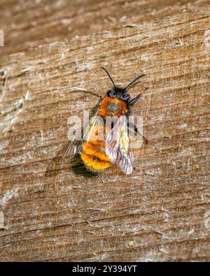 Female tawny mining bee (Andrena fulva) sunbathing on a garden fence, Devon, England, UK. Stock Photo