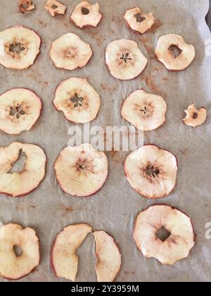Baked apple slices laid on parchment paper for drying Stock Photo