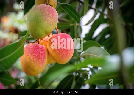 Ripe mangoes hanging on a tree in Honolulu Hawaii Stock Photo