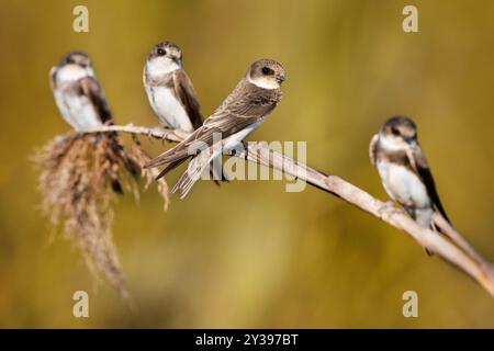 sand martin (Riparia riparia), four Martins perched together, Italy, Tuscany Stock Photo