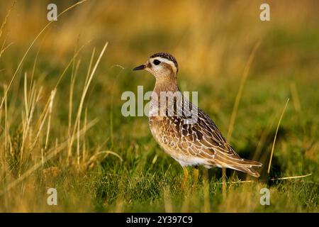 dotterel, Speedy dotterel (Charadrius morinellus, Eudromias morinellus), juvenile on the ground, Italy, Tuscany Stock Photo