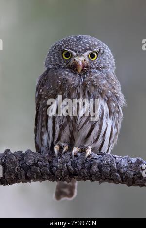 Northern pygmy owl (Glaucidium californicum), sitting on a branch, USA Stock Photo