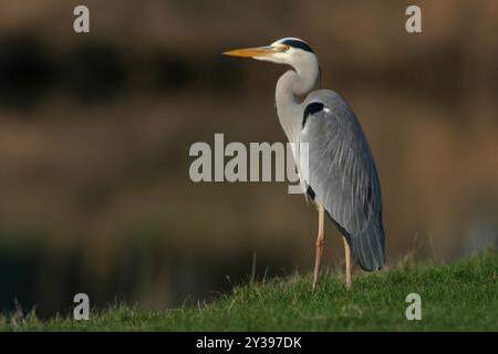 grey heron (Ardea cinerea), sitting on shore, Hungary, Bacs-Kiskun Stock Photo